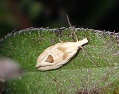 Aethes angustana