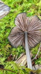 Entoloma serrulatum