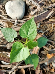 Passiflora vesicaria