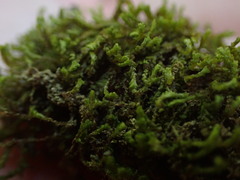 Marsupella emarginata