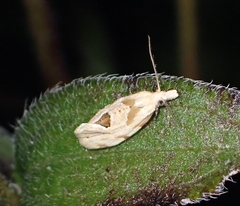 Aethes angustana