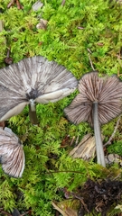 Entoloma serrulatum