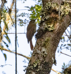 Lepidocolaptes lacrymiger