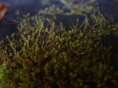 Marsupella emarginata