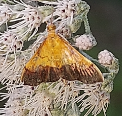 Pyrausta bicoloralis