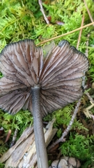 Entoloma serrulatum