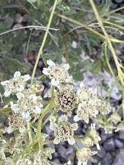 Parthenium confertum