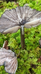 Entoloma serrulatum