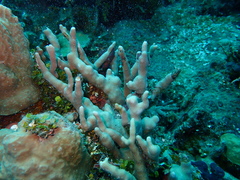 Porites deformis