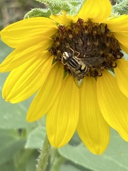 Helophilus latifrons