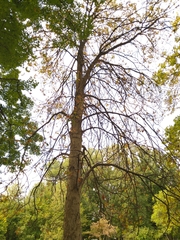 Aesculus glabra