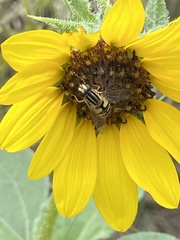 Helophilus latifrons