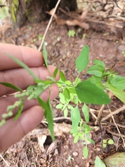 Chenopodium berlandieri