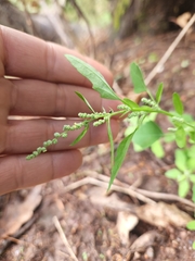 Chenopodium berlandieri
