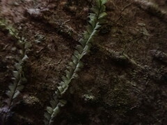 Lophocolea bidentata