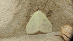 Sitochroa palealis