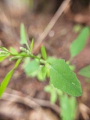 Chenopodium berlandieri