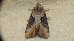 Lateroligia ophiogramma