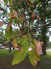 Aesculus glabra