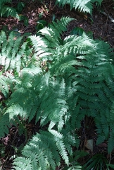 Dryopteris