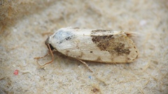 Ponometia erastrioides