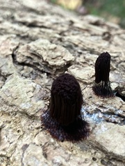 Stemonitis