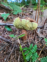 Aureoboletus