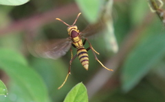 Polistes major