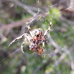 Neoscona orizabensis