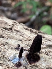 Stemonitis