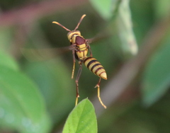 Polistes major