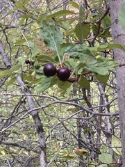 Crataegus douglasii