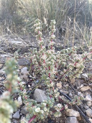 Halogeton glomeratus