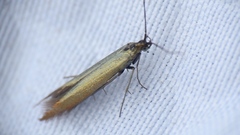 Coleophora mayrella