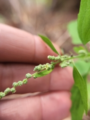 Chenopodium berlandieri