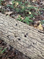 Stemonitis