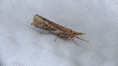 Neodactria luteolellus