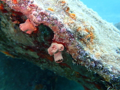 Tubastraea coccinea