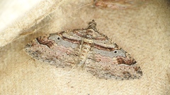 Costaconvexa centrostrigaria