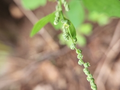 Chenopodium berlandieri