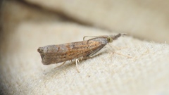 Neodactria luteolellus