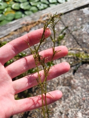 Hydrocharitaceae