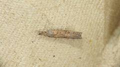 Neodactria luteolellus