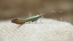 Coleophora mayrella