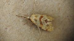 Cochylina
