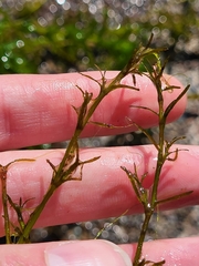 Hydrocharitaceae