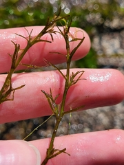Hydrocharitaceae