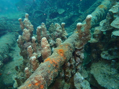 Porites rus