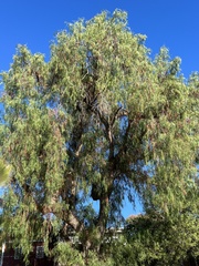 Schinus molle