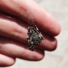 Neoscona orizabensis